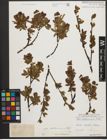 Foto von Salix waldsteiniana Willd.